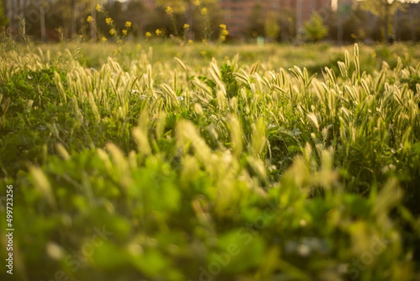 Fototapeta Nature at sunset 