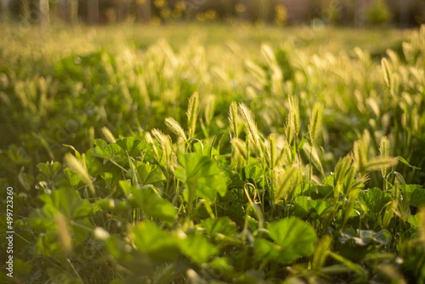 Fototapeta Nature at sunset 