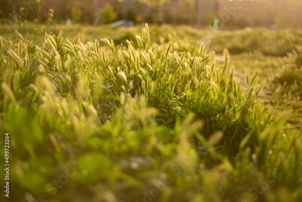 Fototapeta Nature at sunset 