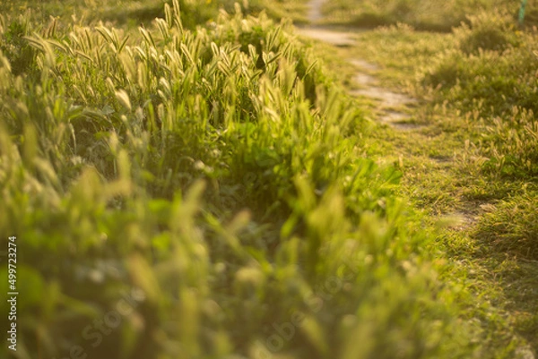 Fototapeta Nature at sunset 