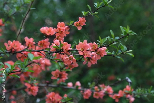 Fototapeta 명자꽃