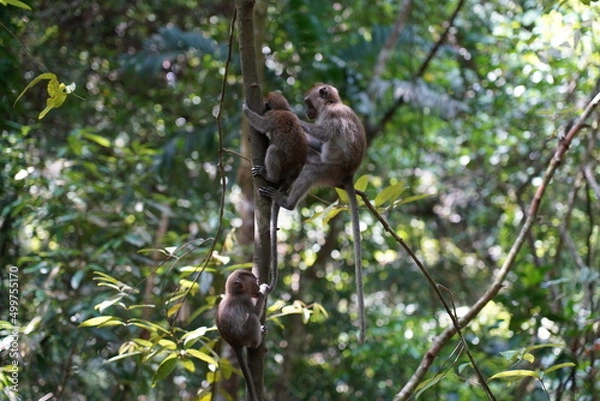 Fototapeta Monkey sitting on a tree