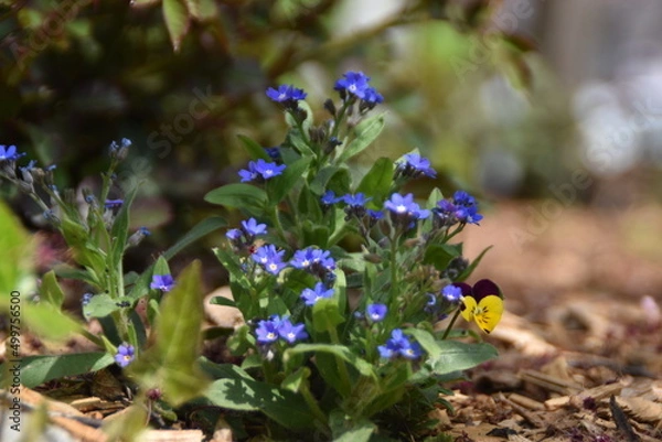 Fototapeta spring crocus flowers