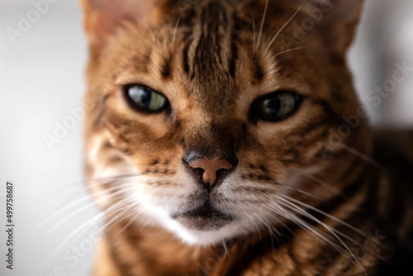 Fototapeta Brown striped Bengal cat startlingly looks into the camera