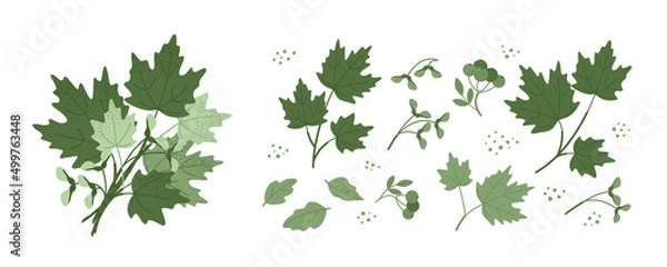 Fototapeta Set with a bouquet of green maple leaves, twigs and seeds isolated on a white background. Leaves for the design of greeting cards, holiday banners and posters. Flat vector illustration.