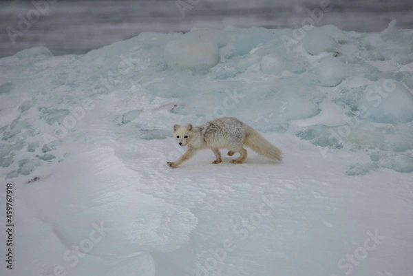 Fototapeta Lis polarny na południowym Spitsbergenie