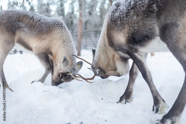 Fototapeta Reindeers fighting
