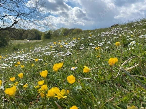Fototapeta Spring, flowers, Spring flowers, field, medow, wild flower, landscape, sunny weather, blue sky, English spring,, daisy, buttercup, 