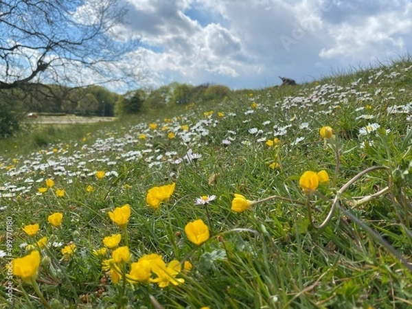 Fototapeta Spring, flowers, Spring flowers, field, medow, wild flower, landscape, sunny weather, blue sky, English spring,, daisy, buttercup, 