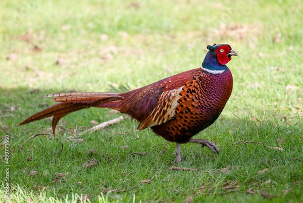 Obraz Pheasant walking though grass field