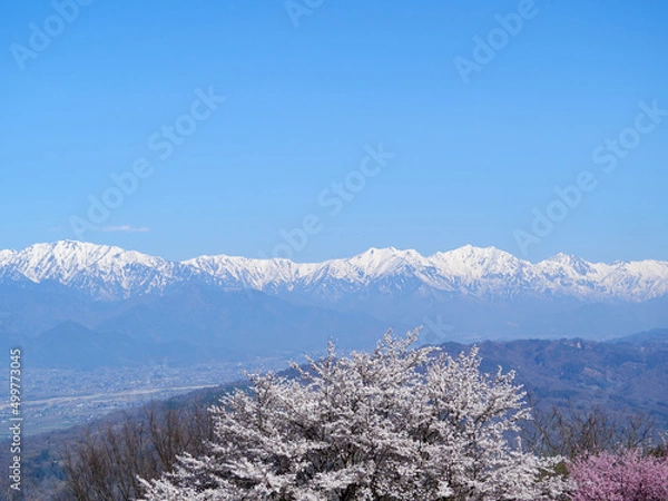 Obraz 4月（春） 長峰山山頂から見る雪の北アルプスと桜 長野県安曇野市