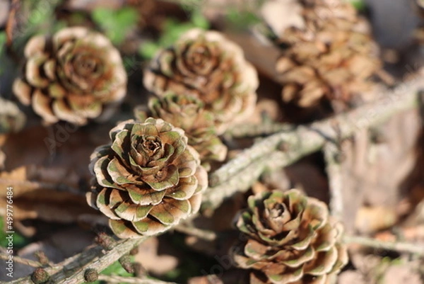 Obraz Tannenzapfen auf Waldboden