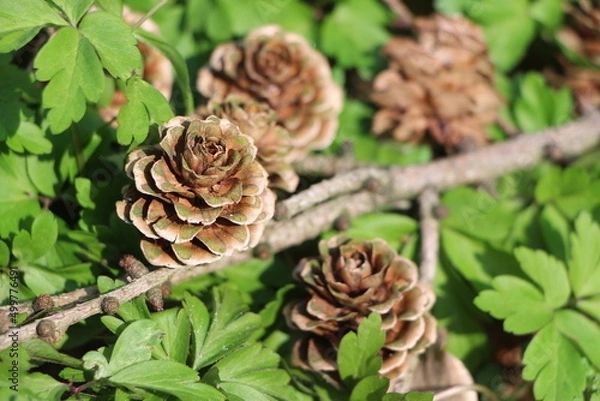 Fototapeta Tannenzapfen auf Waldboden
