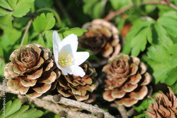 Obraz Tannenzapfen auf Waldboden
