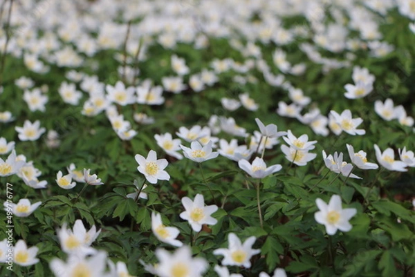 Obraz Gänseblümchen Wiese