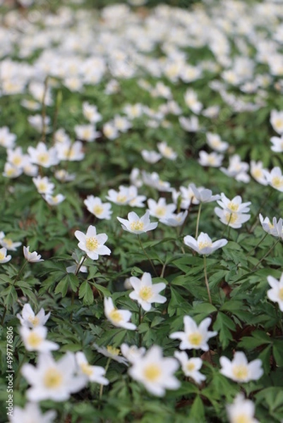 Obraz Gänseblümchen Wiese