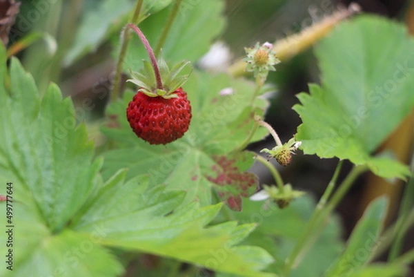 Obraz Wilde Erdbeere