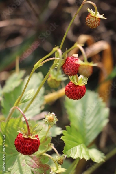 Obraz Wilde Erdbeere