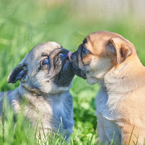 Fototapeta Little pug puppies have fun playing in the green spring grass