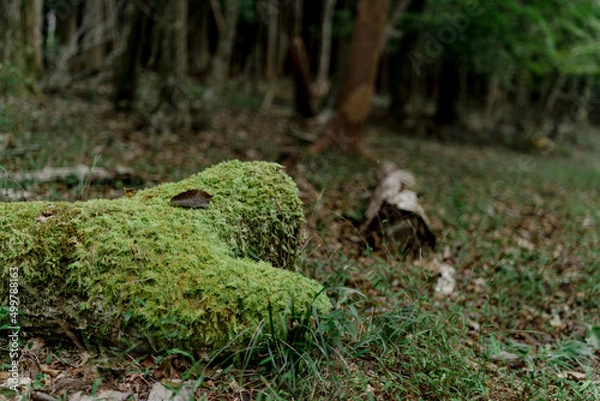 Fototapeta 恐竜に見える苔の大木