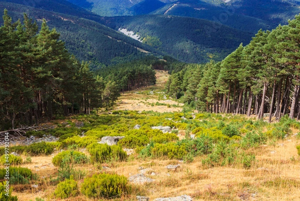 Fototapeta Firebreaks with mountain vegetation between spruce forests
