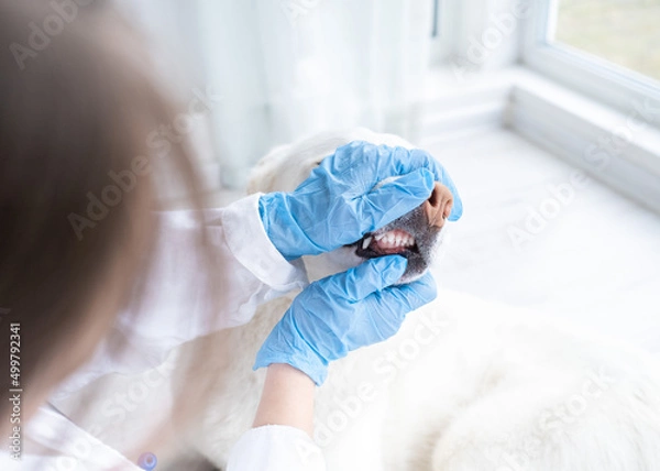 Fototapeta Close-up of a dog teeth being examined by the animal doctor. Veterinarian examining dog breathing heartbeat touching his chest with stethoscope. The concept of vet practice in veterinary clinic