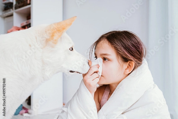 Obraz A cold girl blows her nose in a white rag near white dog on white background. allergy to animals, rhinitis snot runny nose stuffy nose. Preteen girl with handkerchief. medical concept