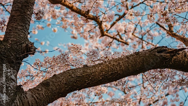 Obraz spring sky and cherry blossoms (봄 하늘과 벚꽃)	