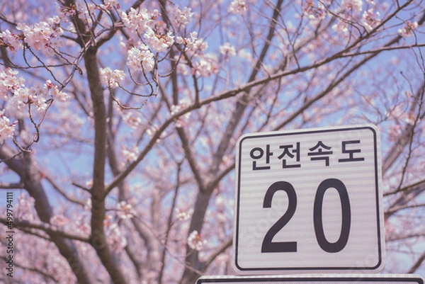 Obraz cherry blossoms in spring (봄에 핀 벚꽃)