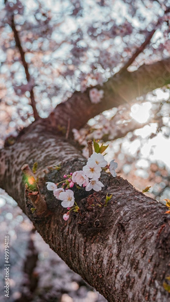 Obraz dazzling cherry blossoms (눈부신 벚꽃)