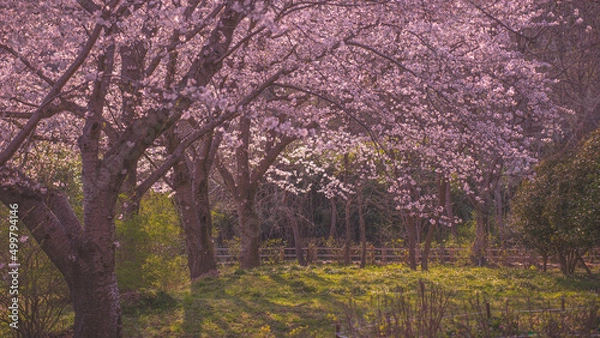 Obraz Cherry blossom forest in spring (봄날의 벚꽃숲)