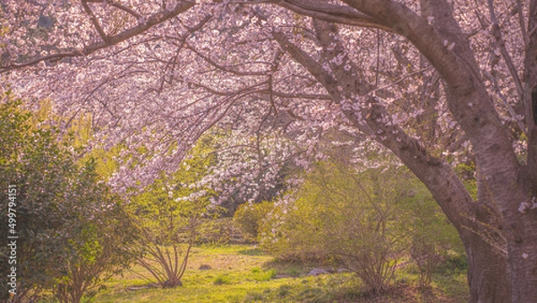 Obraz Cherry blossom forest in spring (봄날의 벚꽃숲)