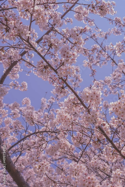 Obraz spring sky and pink cherry blossoms (봄 하늘과 분홍 벚꽃)