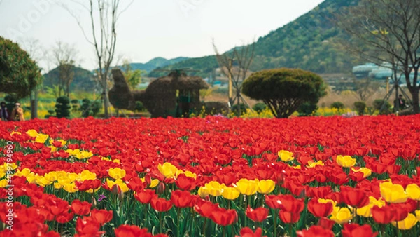 Obraz red tulip yellow tulip (빨간튤립 노란튤립)