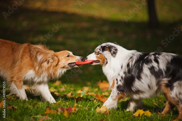 Obraz two dogs playing with a toy together
