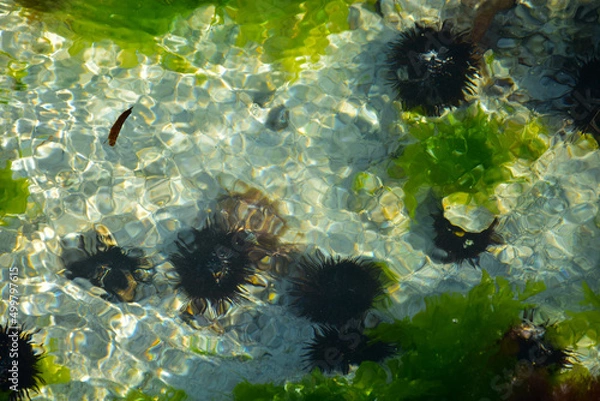 Fototapeta The bottom of the Indian Ocean with sea urchins and green algae off the coast of the island of zanzibar in Tanzania
