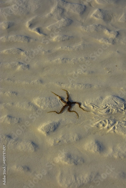 Fototapeta Mollusk Brittle star ophiuroid on the sandy bottom of the Indian Ocean on the coast at low tide on the island of Aznzibar in Tanzania