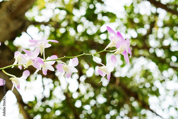 Obraz Beautiful orchid flowers blooming on a blurred background