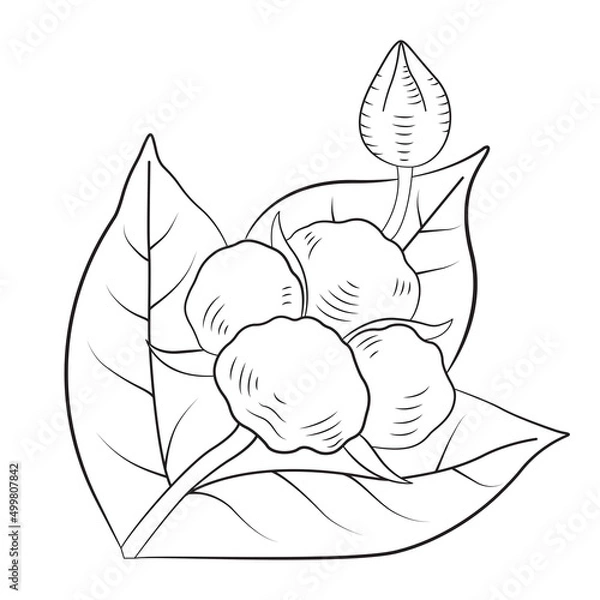 Obraz Linear vector drawing of cotton flowers with leaves. Illustration, icon, tag cotton logo isolated on white background.