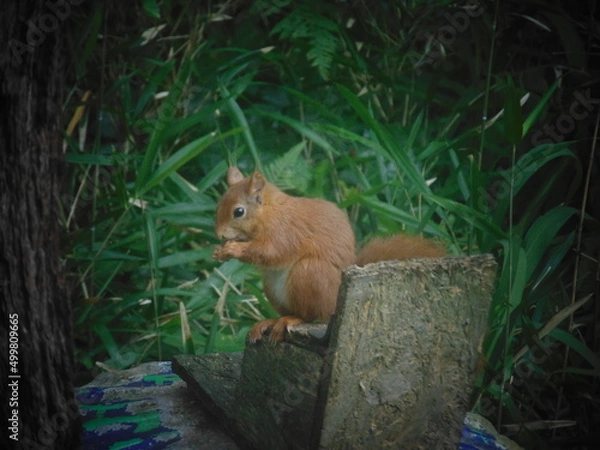 Obraz Red Squirrel - The Scilly Isles