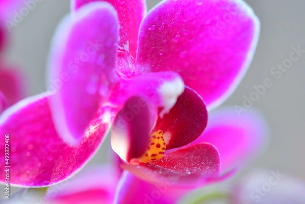 Obraz pink orchid flower