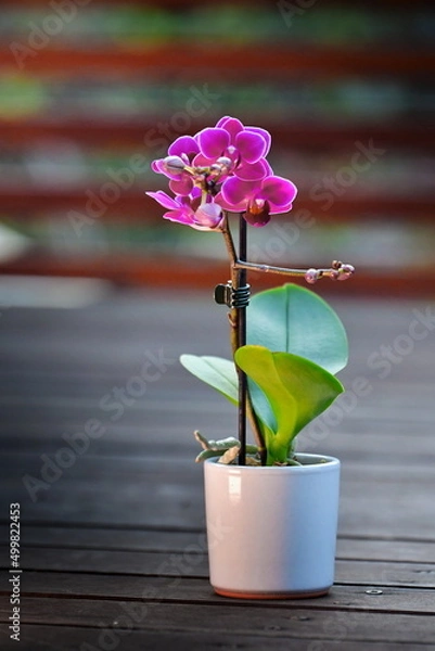 Obraz pink orchid flower