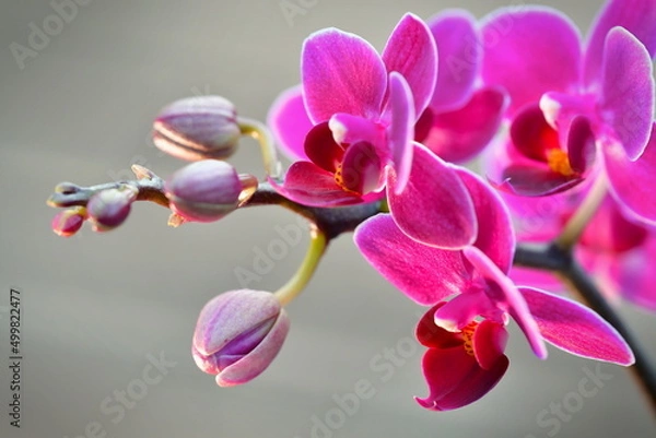 Obraz pink orchid flower
