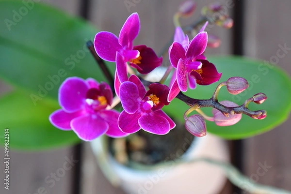 Obraz pink orchid flower