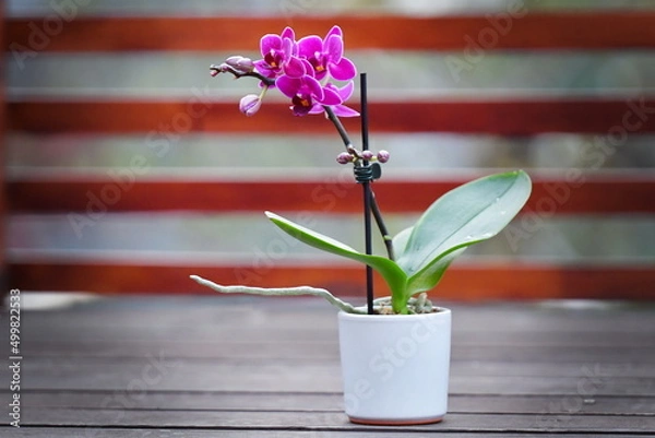 Obraz pink orchid flower