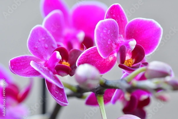Obraz pink orchid flower