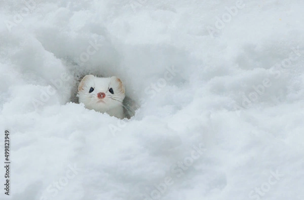 Fototapeta Short tailed weasel hiding in snow