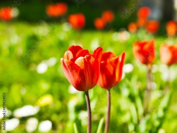 Obraz a red tulip on the green flowering meadow on a sunny day