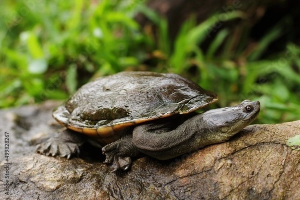 Obraz Snake-necked turtle is a critically endangered turtle species from Rote Island in Indonesia.