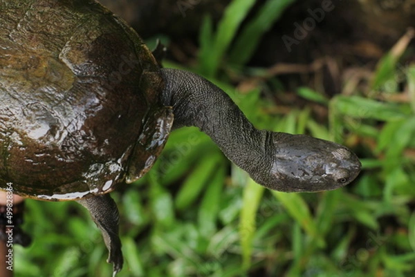 Fototapeta Snake-necked turtle is a critically endangered turtle species from Rote Island in Indonesia.